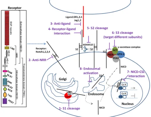 Figure 1: Notch signaling pathway and potential drug intervention sites (see text for details)