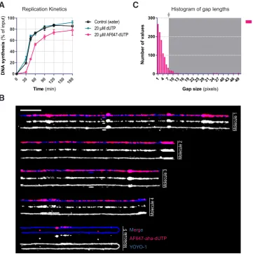 Fig. 1. Labelling replicated DNA with AF647-dUTP. (A) mReplication kinetics of sperm nuclei added to Xenopus egg extracts in the presence of 20 mM AF647-dUTP or 20 mM dUTP or the same volume of water, as determined by the TCA precipitation assay