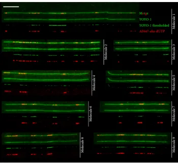 Fig. 2. Visualizing replication bubbles by direct fluorescence of combed DNA.fluorescence, which clearly coincide, at the  The nine molecules shown are combed DNA replication intermediates from sperm nuclei added to Xenopus egg extracts in the presence of 