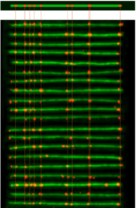 Fig. 2 shows a collection of replicative intermediates extracted 