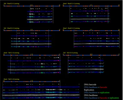 Fig. 4. Combining fluorescent labelling of replication tracks and Nt.BspQI sites on l DNA replicated in Xenopus egg extracts