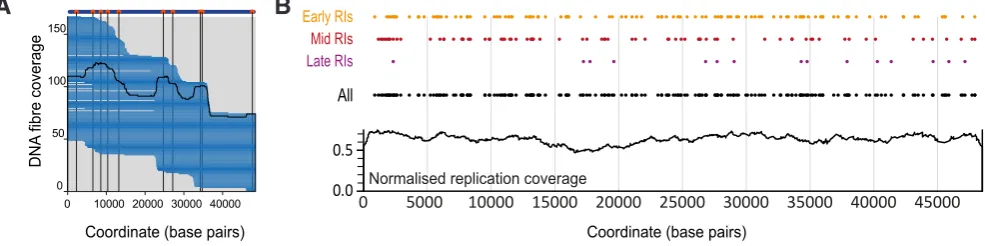 Fig. 5. Homogeneous replication initiation probability of the l DNA sequence. (A) Map position and total DNA coverage of l DNA replication intermediates (n = 167) ordered from left to right