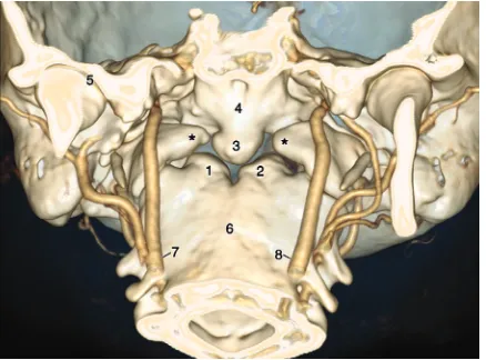 Table 1. Measurements [mm] of the bones and foramina: range (mean)