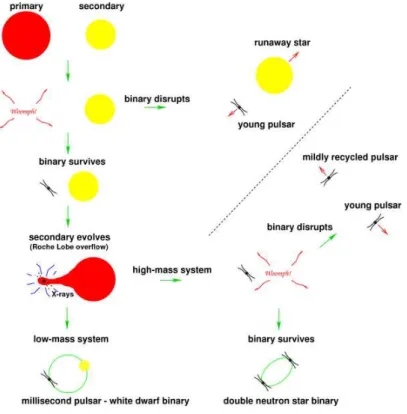 Figure 1.12: Possible evolutionary scenarii for a binary system. From Lorimer 2001.