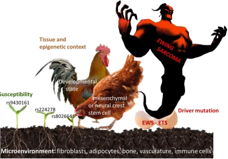 Figure 2: Factors involved in the pathogenesis of Ewing sarcoma.  Seed (risk alleles at Ewing sarcoma susceptibility loci),  soil (tissue microenvironment), hen (tissue of origin), rooster (developmental , epigenetic state), egg (driver mutation), monster 