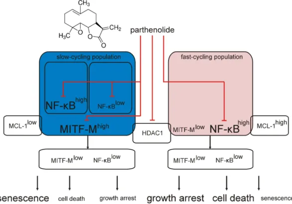 Figure 7: Schematic model of parthenolide (PN) activity in MITF-M high  and MITF-M low  patient-derived melanoma cell 