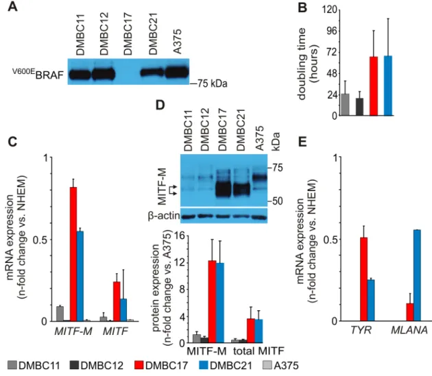 Figure 1: Molecular characteristics of patient-derived melanoma populations used in the study