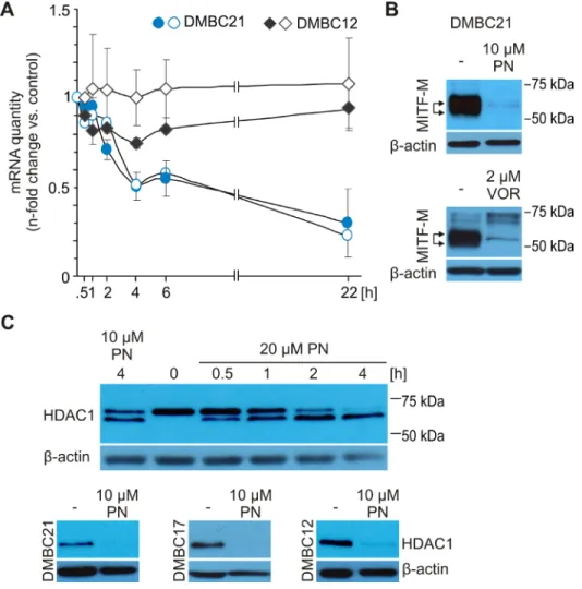 Figure 4: MITF level in melanoma cells might be reduced via inhibition of HDAC1 activity