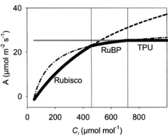 Fig. 1. Idealized A/C i response. The rates of photosynthesis that would be achieved depending on whether Rubisco, RuBP or TPU are limiting are indicated