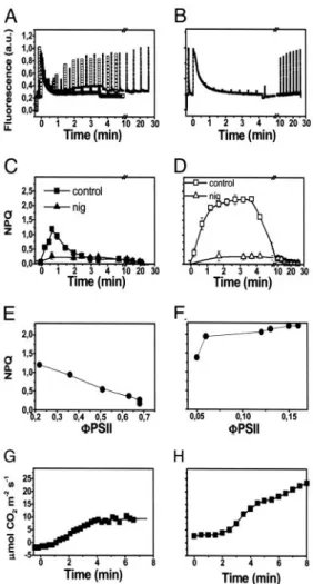 Fig. 1. Light-induced NPQ generation in barley leaves, under low and high photon flux