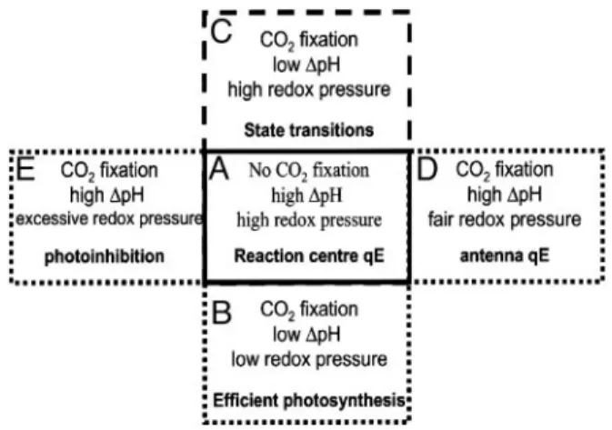 Fig. 5. Schematic description of NPQ generation in vascular plants. See text for further explanations.