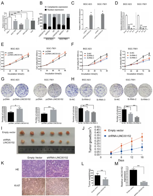 Figure 2: Effects of LINC00152 on gastric cell growth in vitro and in vivo.  (A) Analysis of LINC00152 expression in GC cell  lines (MGC-803, BGC-823, SGC-7901, and AGS) compared to the normal gastric epithelium cell line (GES-1) by qPCR (shown as ΔCt)