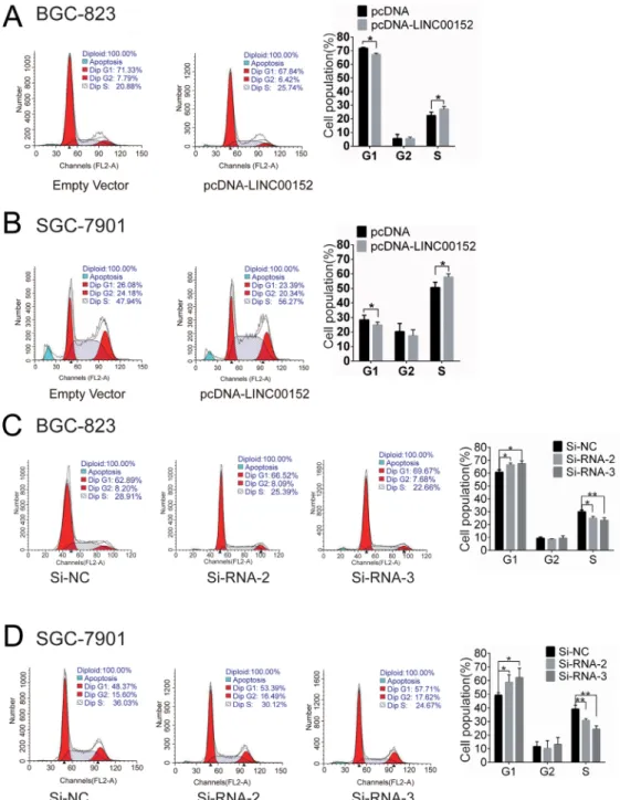 Figure 3: LINC00152 expression regulates GC cell cycle.  (A), (B) Cell-cycle analysis in BGC-823 and SGC-7901 cells after  transfection  with  pcDNA-LINC00152  or  empty  vector  (pcDNA)
