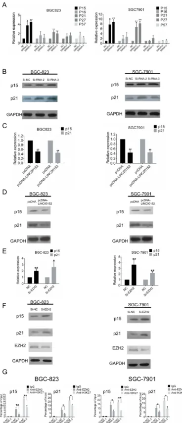 Figure 5: LINC00152 regulates p15 and p21 expression by binding to EZH2.  (A) qPCR and (B) Western blot assays were  performed to determine the expression of p15, p16, p21, p27 and p57 in BGC-823 and SGC-7901 cells after LINC00152 downregulation