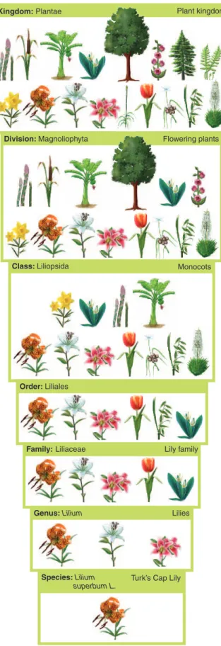 Table 8.5 Traditional and  Standardized Names for Some  Common Families