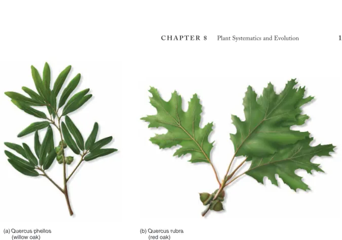 Figure 8.6 A genus is a group of species that share many characteristics in common. Although willow oak (Quercus phellos) and red oak  (Quercus rubra) are clearly distinct species, they are both recognizable as belonging to the oak (Quercus) genus by the p