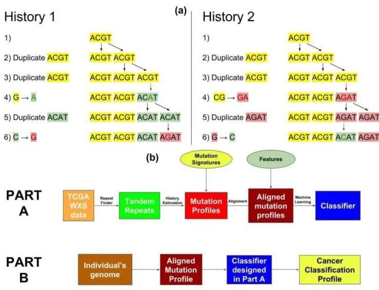 Figure 1. (a) Two different evolution histories for the tandem repeat region ACGTACGTACATAGAT with pattern length 4 and repeat region length 16