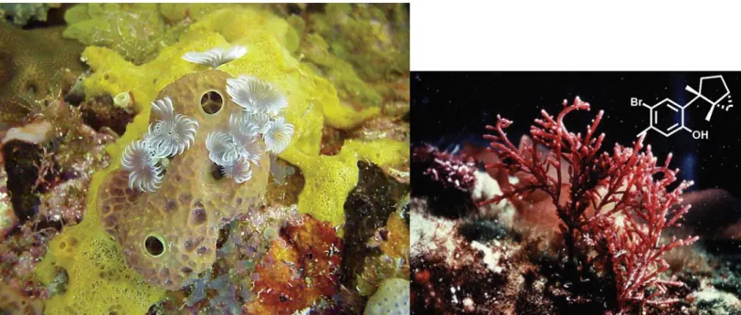 Figure 2. Th   e widely distributed red seaweed Laurencia was the ﬁ rst to be  recognized as a robust source for halogenated natural products