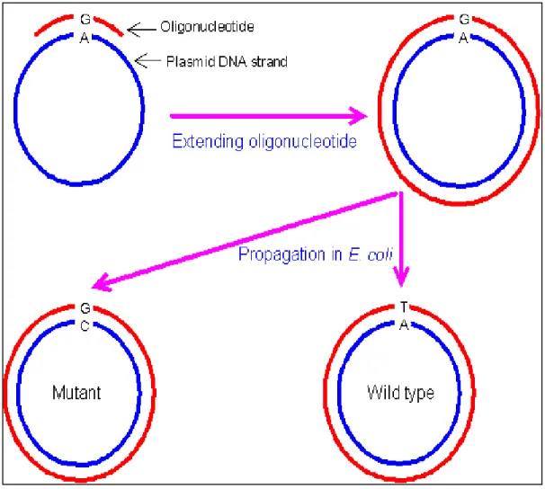 Figure is a illustration of the basic steps in a site-directed mutagenesis method. 
