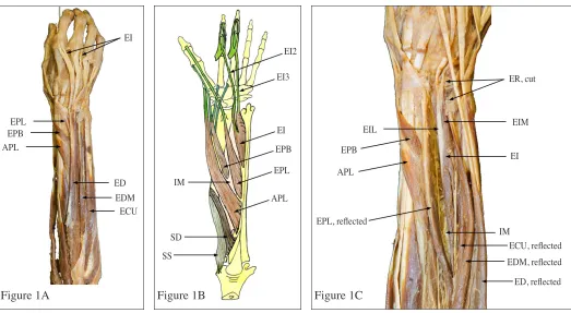 Figure 1AFigure 1B