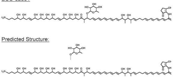 Fig. 7. (opposite page) Finding the predicted compound in fermentation broths. Upper, par- par-allel high-performance liquid chromatography (HPLC)-mass spectrometry analyses of extracts of S