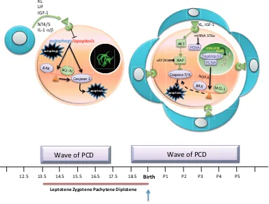 Fig. 2. Schematic drawing of known and hypothetical cross-talking pathways of PCD in mouse fetal oocytes