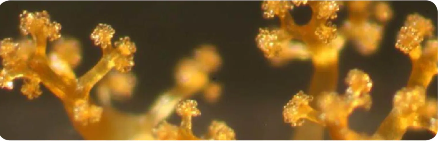 Figure 1: Multicellular fruiting bodies formed by Chondromyces on the agar surface (light microscope image)