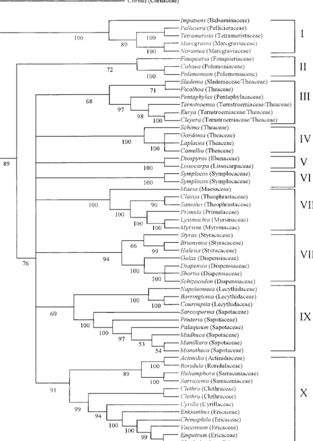 Fig. 1. Parsimony jackknife tree based on analysis of a combination of sequences from the five genes atpB, ndhF, rbcL, atp1, and matR
