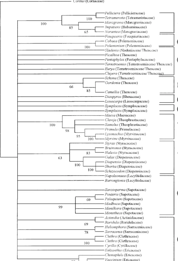 Fig. 3. Parsimony jackknife tree based on analysis of a combination of the mitochondrial genes atp1 and matR
