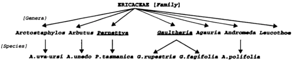 Figure  2:  Input  hierarchy implemented in  ReTAX  for  the  revision  o/family  Ericaceae As a  consequence, the  system applied  OP.6, and  renamed