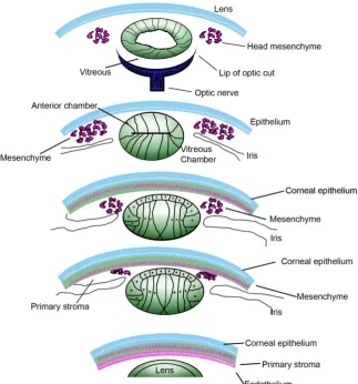 Fig. 1. Lens and corneal development. The optic cup induces formation of the lens. The growth factors from the anterior and vitreous chambers cause dorsal lens cells to differentiate and ventral lens to proliferate