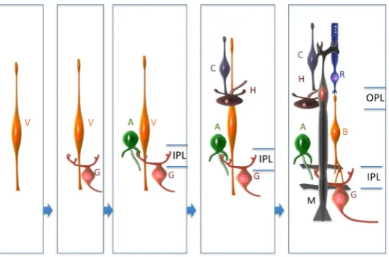 Fig. 2. Phases of retina cell differentiation. Summary of the times of appear-ance of differentiated cells in the fetal retina