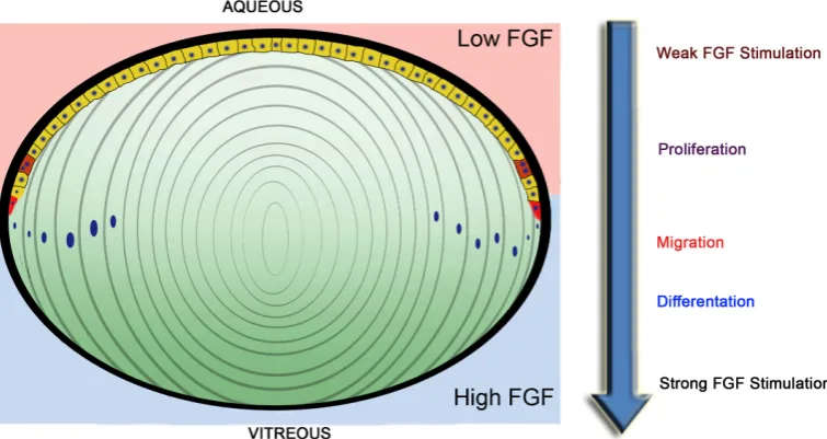 Fig 4. Lens cell differentiation. Diagram adapted from MavAvoy and Chamberlain (1989).The gradient of FGF stimulation may determine antero-posterior patterns of lens cell behavior