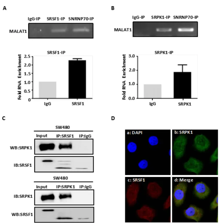 Figure 1: MALAT1 interacts with SRPK1 and SRSF1 protein.  (A) Immunoprecipitation from  SW480 cells using SRSF1  antibody, mouse serum (negative control)  or SNRNP70 (positive control), RT-PCR or qPCR from the IP samples using MALAT1-specific  primers