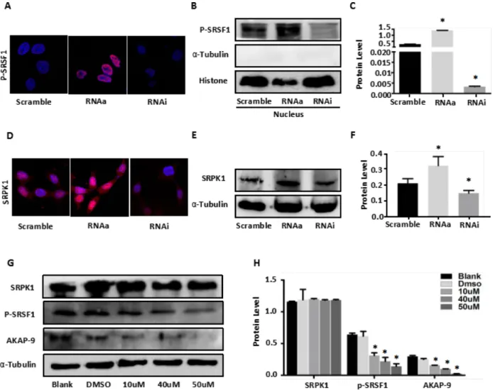 Figure 2: MALAT1 enhances AKAP-9 expression by promoting SRPK1-mediated SRSF1 protein phospholation