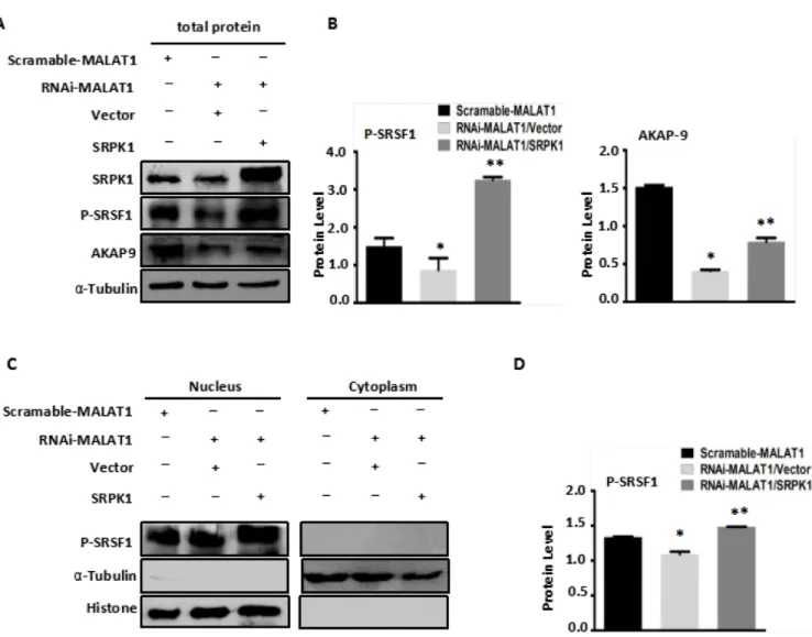 Figure 3: Overexpression of SRPK1 in MALAT1-deficient SW480 cells (RNAi-MALAT1) restored AKAP-9 expression  by reversing the level of SRSF1 phosphorylation