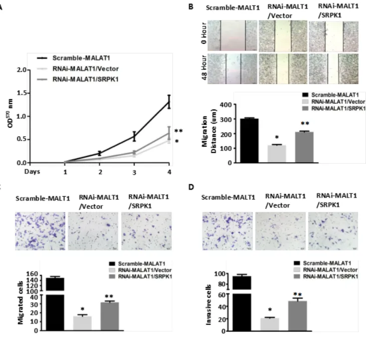 Figure 4: Overexpression of SRPK1 in MALAT1-deficient (RNAi-MALAT1) SW480 cells restored cell  proliferation,  migration and invasion inhibited by MALAT1 knockdown