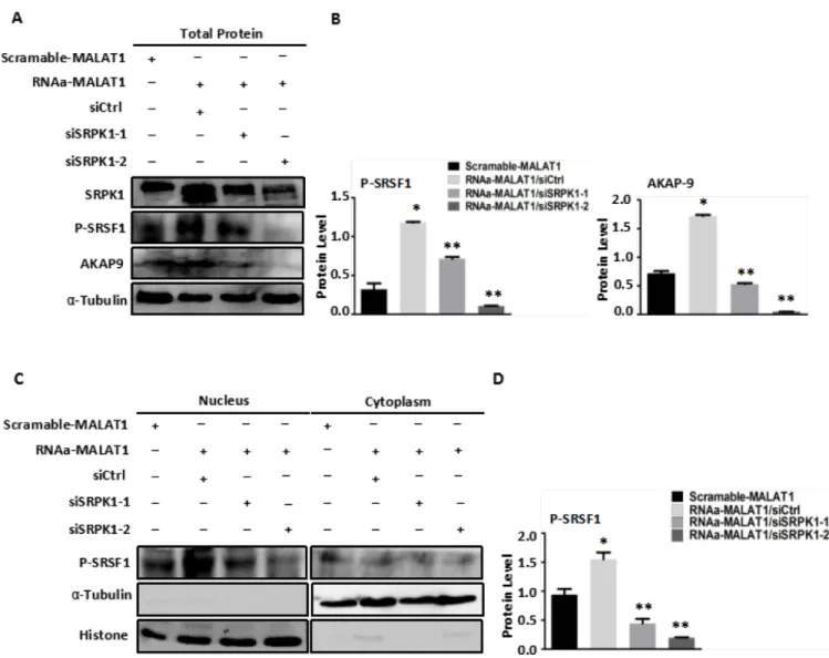 Figure 5: Knockdown of SRPK1 in MALAT1-activated SW480 cells (RNAa-MALAT1) attenuated AKAP-9 expression  by attenuating the level of SRSF1 phosphorylation