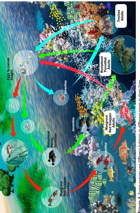 Figure 4. Some species use different habitats at different times in their lives.