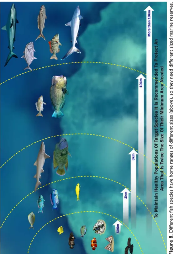 Figure 8. Different fish species have home ranges of different sizes (above), so they need different sized marine reserves.