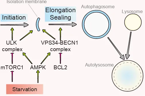 Fig. 1. The autophagic pathway. At cellular level, the two principal steps finely tuned by both positive (mTORC1 complex) and negative (AMPK and of autophagy are the generation of an autophagosome from the isolation membrane and its fusion with a lysosome 