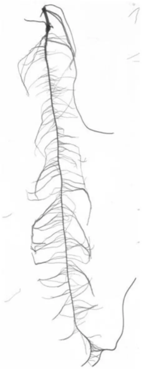 Figure 1 Image of a 14 day root 