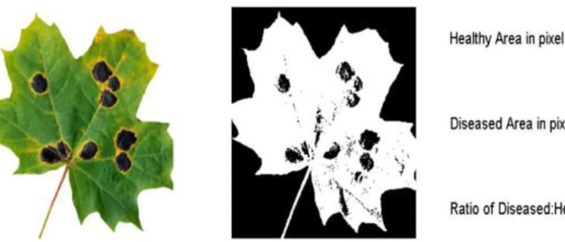 Figure 3 Analysis of a diseased maple leaf, ARIA’s flexible mainframe will allow  multiple uses of the program beyond root phenotyping