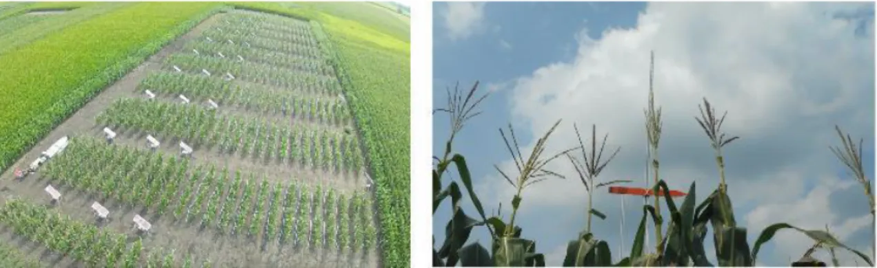Figure 1 Left image shows an aerial view of the maize Nested Association Mapping  (NAM) population planting