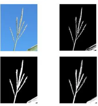 Figure 4 (a) Original image, (b) Otsu's thresholding, (c) Threshold on saturation of  HSV, (d) Custom thresholding of blue spectrum 