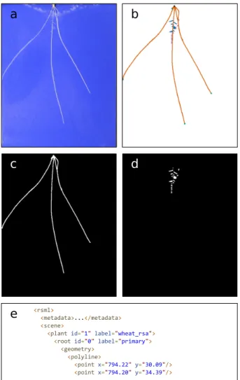 Figure 11: Example output from RootNav 2.0. (a) Input image. (b) Colour-coded segmentation mask