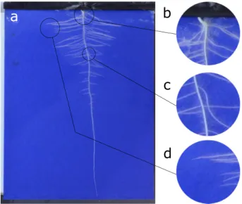 Figure 1: An example of the challenge root phenotyping presents for computer vision. a) A sample input image of a Brassica napus seedling grown on  germina-tion paper