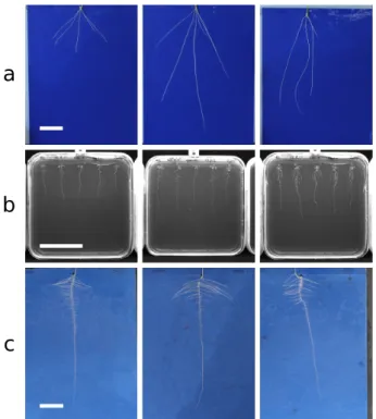 Figure 4: Example images from each of the 3 datasets used during this work.