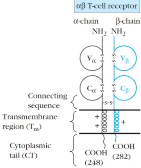 Figure 2.1: Structure of αβ TCR [12]