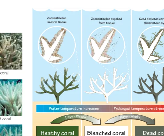 Figure 1.3 Stages in mass coral bleaching